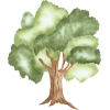 drvo - Biljke - 