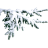Grana snow tree branch - Plants - 