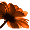 flower - Rastline - 