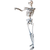 Skeleton - 插图 - 