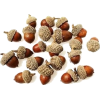 Hazelnuts - 植物 - 