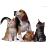 dog cats - Tiere - 