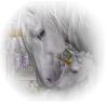 Unicorn - Animals - 