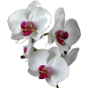 orhideja - Rośliny - 