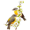 Bird - 動物 - 