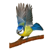 Bird - Animais - 