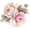 ruže - Piante - 