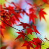 Autumn photo - Tła - 