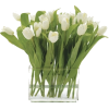 tulipani - Pflanzen - 