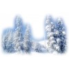 Šuma snow forest - 自然 - 