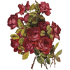 Rosees - Plantas - 