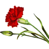 Flowers - Rastline - 