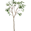 Tree - Rastline - 