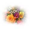 Flowers - Pflanzen - 