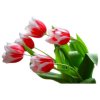 Flowers - Plantas - 