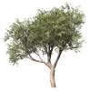 Tree - Piante - 