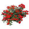 Flower - Plantas - 