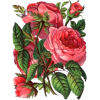 Roses - Rastline - 