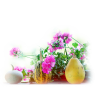 Flowers - Plants - 