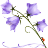 Flower - Pflanzen - 