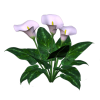 Flowers - Rośliny - 