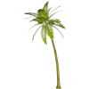 Palm tree - Rośliny - 