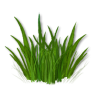 Grass - Rośliny - 