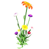 Flowers - Piante - 
