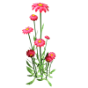 Flowers - Растения - 