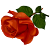 Red Rose - Biljke - 