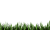 Grass - Plantas - 