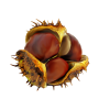 Chestnut - Pflanzen - 