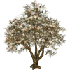 Tree - Rośliny - 
