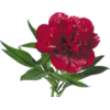 Plants Red - Rastline - 