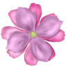 Flower - Plantas - 