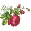 rose - Plantas - 