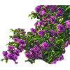 flower bush - Rastline - 