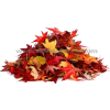 fall leafs - 植物 - 