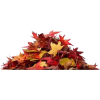 fall leafs - Rastline - 
