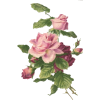 rose flower - Pflanzen - 