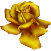 rose flower - 植物 - 