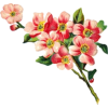 flowers - Piante - 
