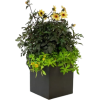 flowers vase - Rośliny - 