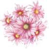 flower pink - Rastline - 