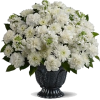 Buket cvijeća - Pflanzen - 