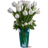 Tulipani - Rośliny - 