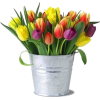 flower bucket - Plantas - 