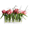flower rose - 植物 - 