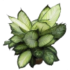 flower in pot - Rastline - 