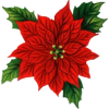 Christmas star - Rośliny - 